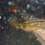 18_01_11_Odstranění spadlého stromu ze silnice Krucemburk-V.Městec