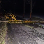 14.11.2019_Odstranění spadlého stromu na silnici Košinov-Krucemburk
